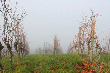 Winter Vineyard