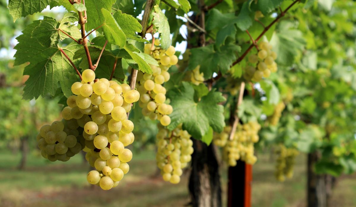 Chardonnay grapes on the vine