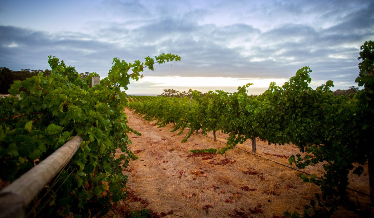 Margaret River vineyards
