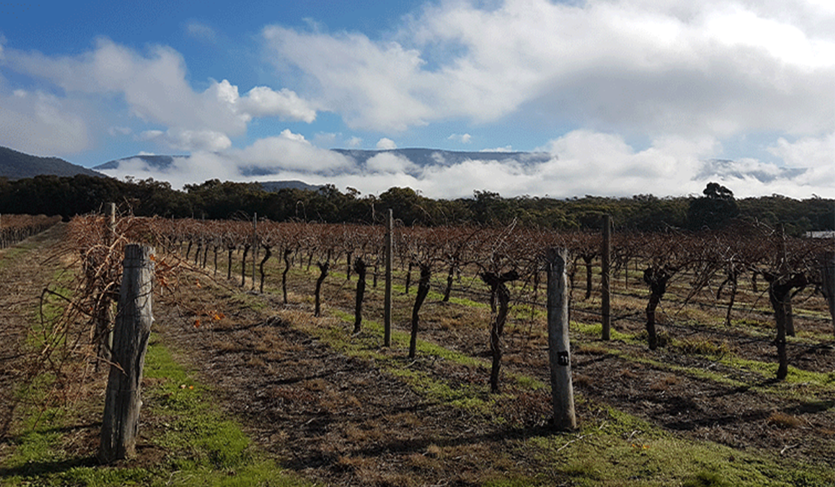 Vineyard at Fallen Giants