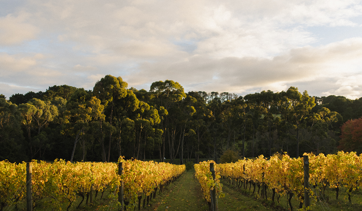 Polperro vineyard at sunrise