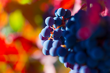 Malbec grapes against autumn vineyard background