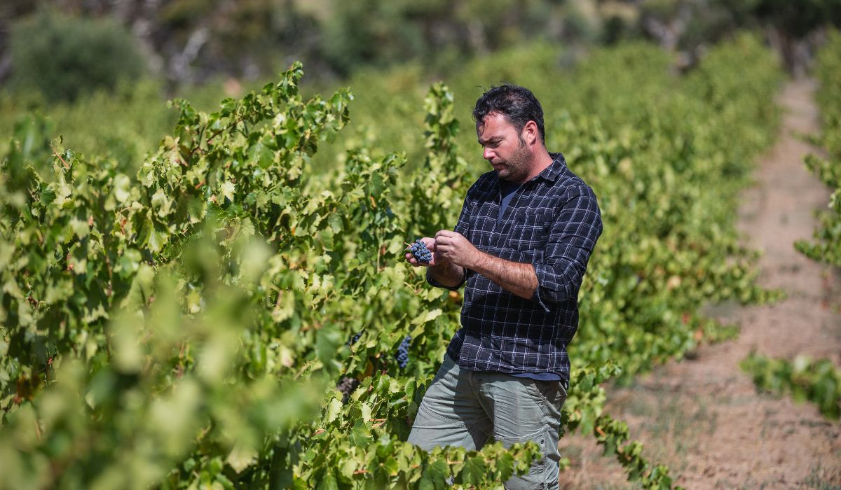 Mencía grapes on the vine in McLaren Vale