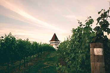 Mitchelton tower from the vineyard