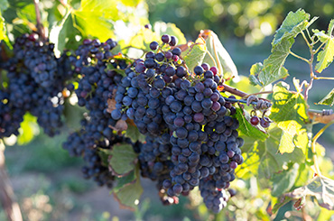 Organically grown red wine grapes