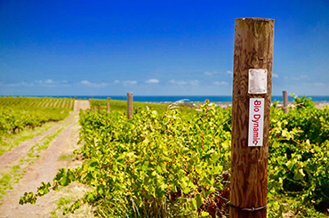 Biodynamic vineyard in South Australia