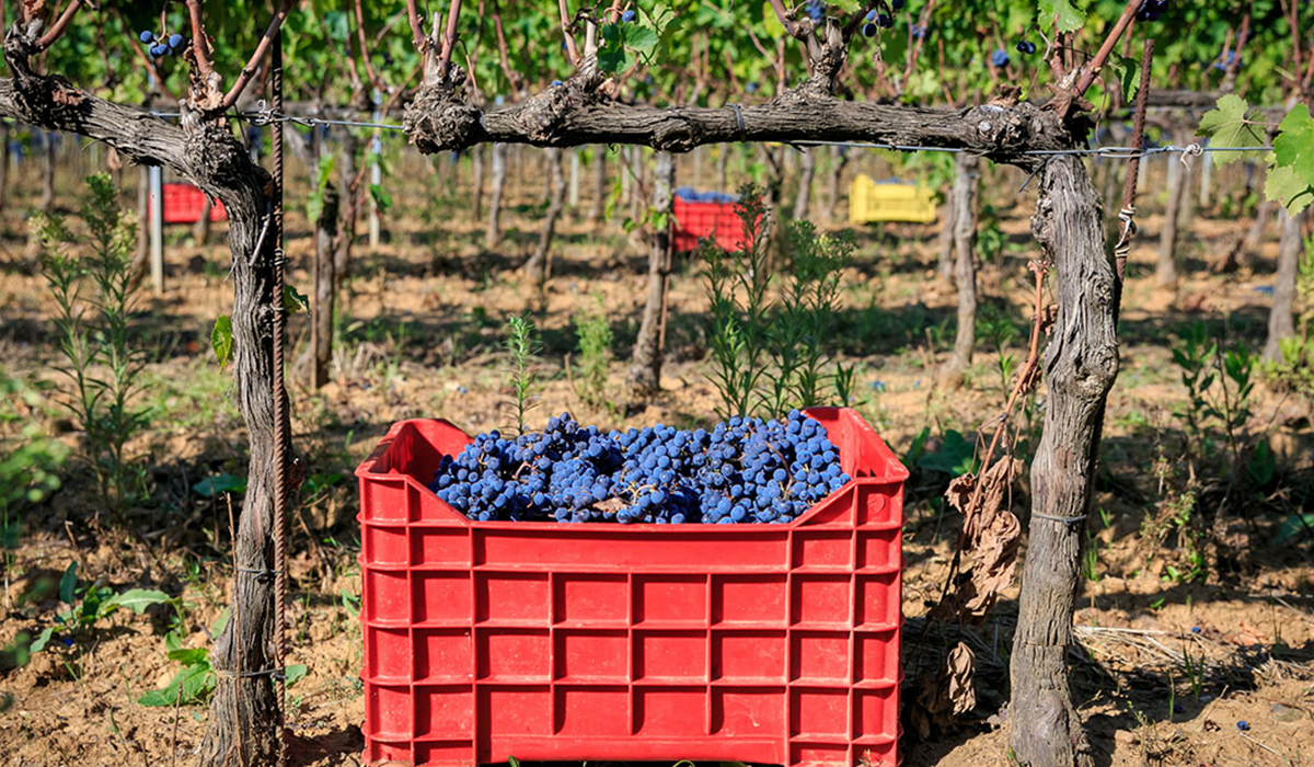 Black skinned grapes in crate in the vines