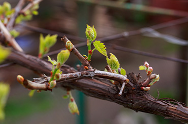 New Wineries from the 2020 Wine Companion