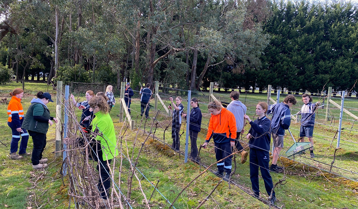 Students from Upper Yarra Secondary College tending to vines at Oakridge