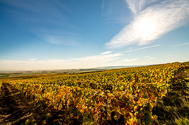 Champagne Thienot vineyard