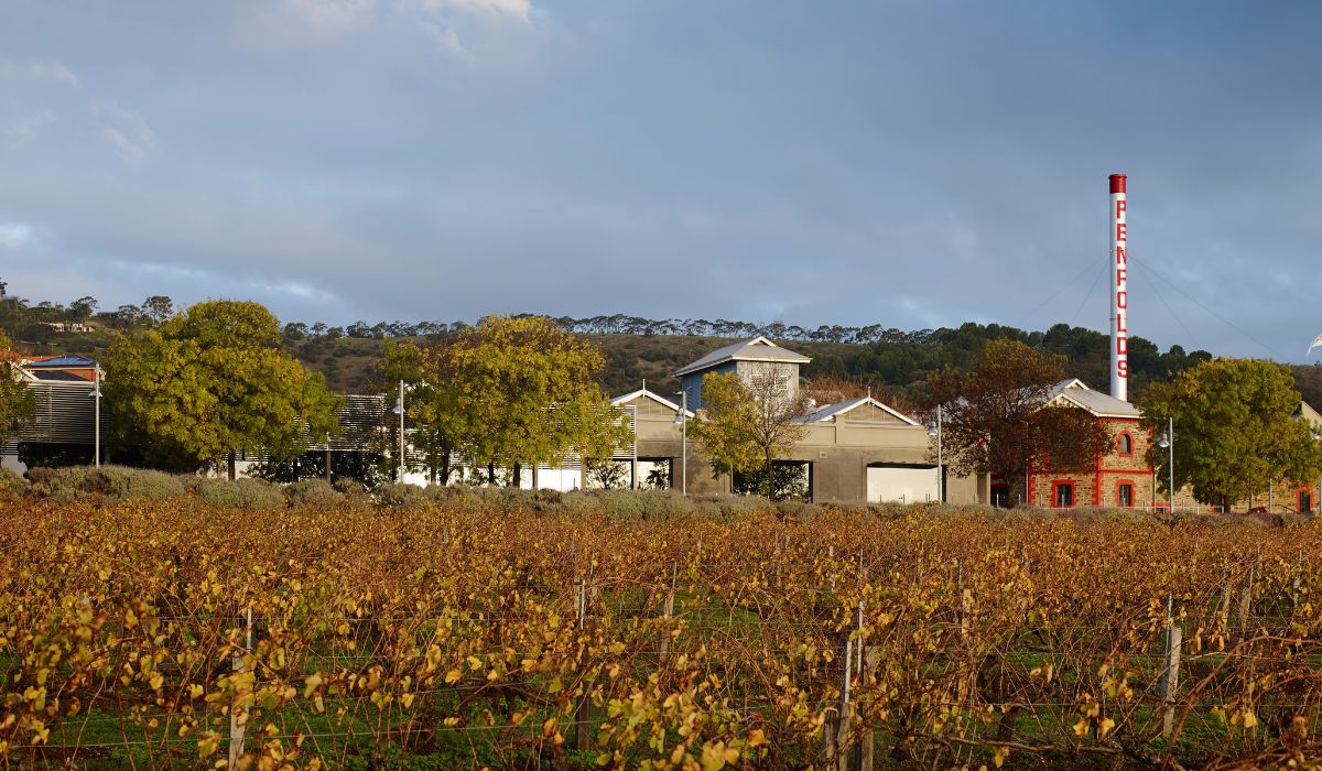 Penfolds Magill Estate through the vineyard