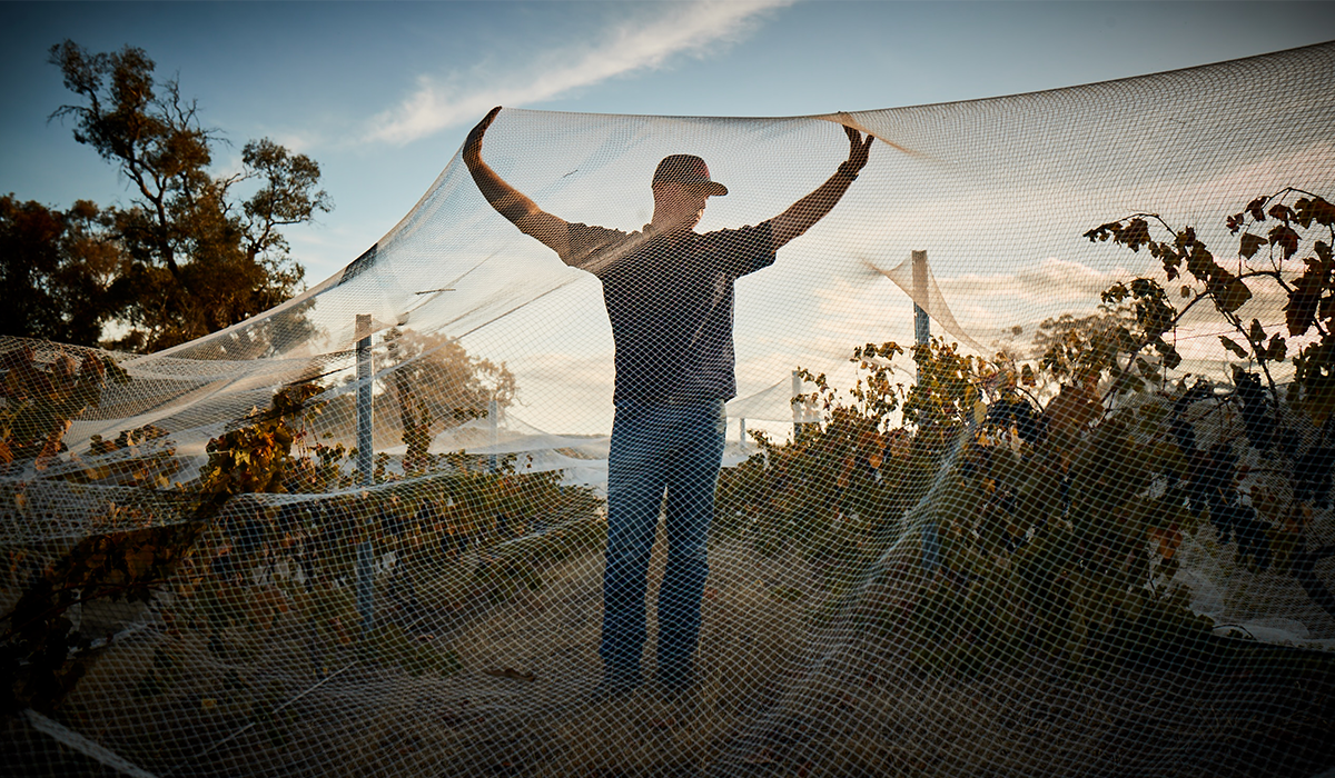 Man in Head Wines vineyard