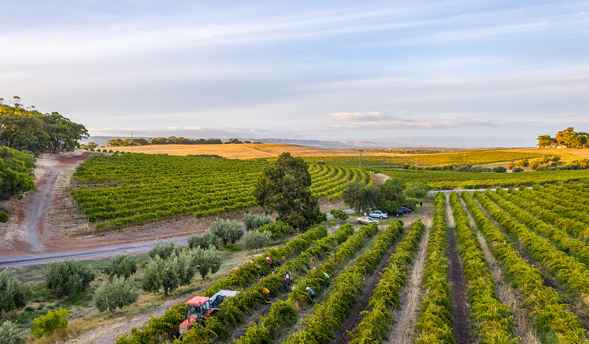 Coriole vineyard