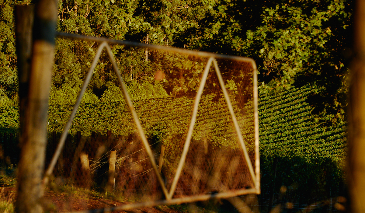 Pinot noir vineyard