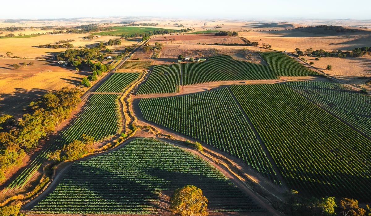 New Rieslingfreak wines