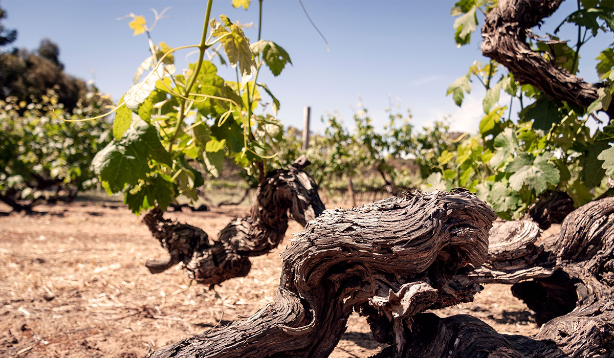 Turkey Flat vines