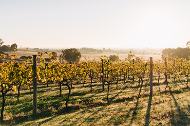 Linlithgow Vineyard, Rutherglen