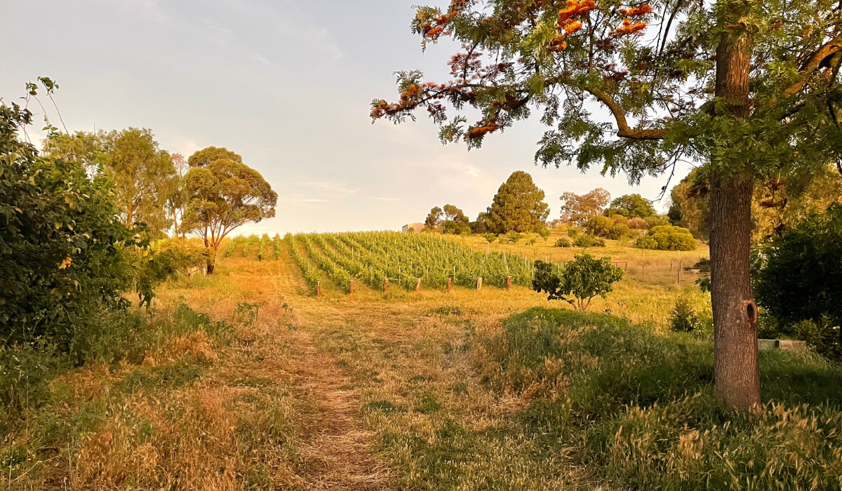 Sami-Odi's Our Hill vineyard