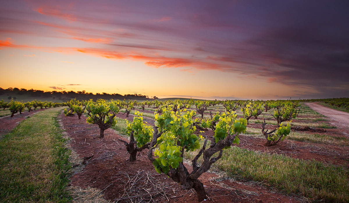 The Great Terraced Vineyard