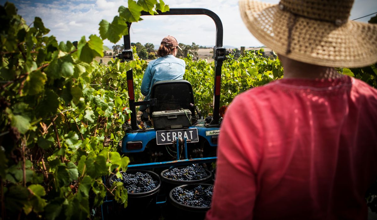 Serrat 2024 wines