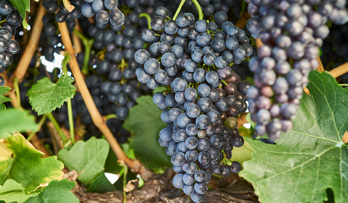 Shiraz grapes