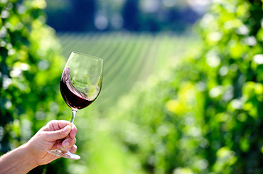 A person holding up a glass of red wine with a vineyard in the background
