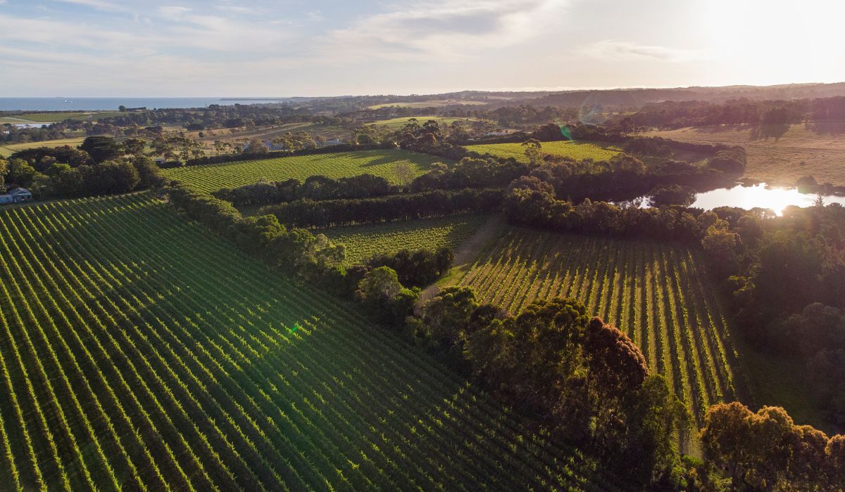 Stonier vineyard