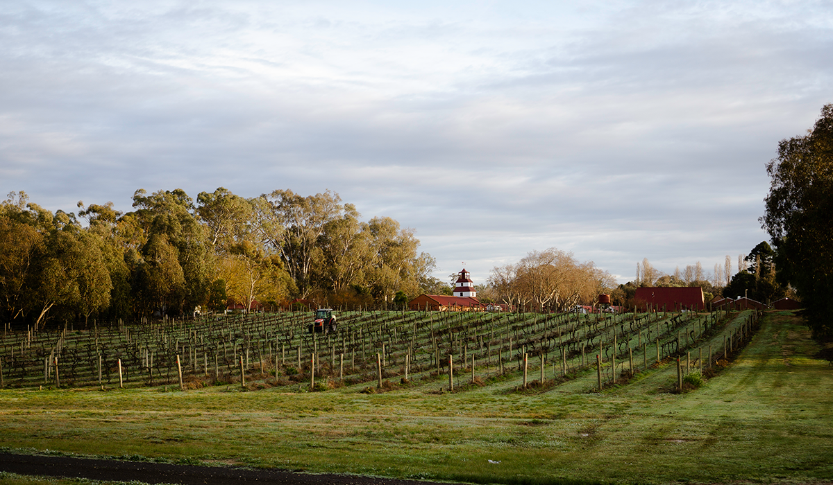 Tahbilk tower and vineyard