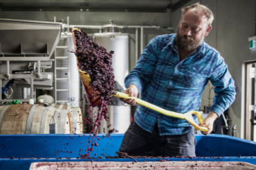 A man in a blue shirt shovels red wine grapes