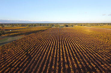 Coonawarra tour guide - vineyards