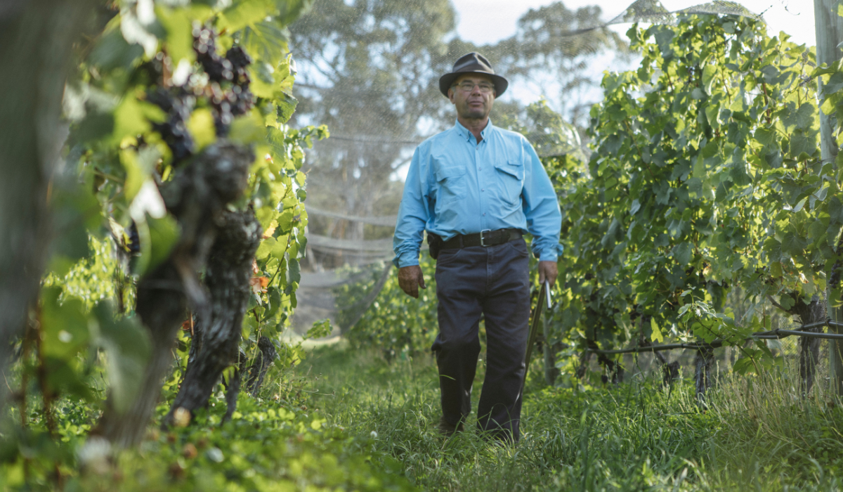 A man in a blue shirt walks in a vineyard