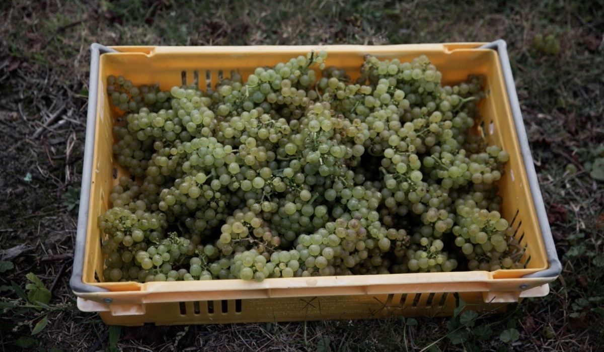 Chardonnay grapes, Tony Bish Wines