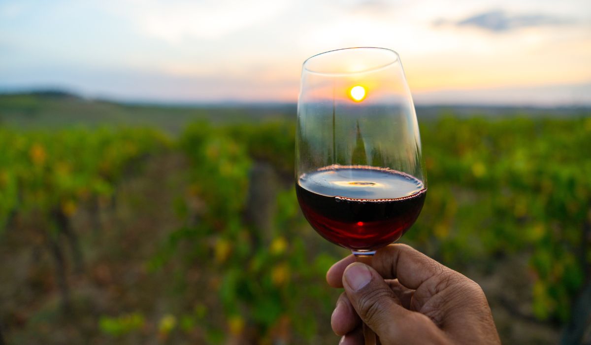 Hand holding a glass of red wine in a vineyard