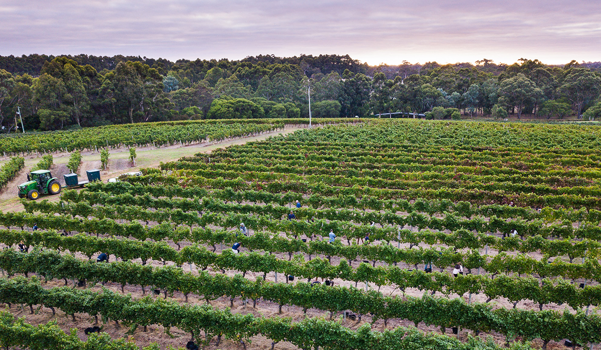 Vasse Felix home vineyard