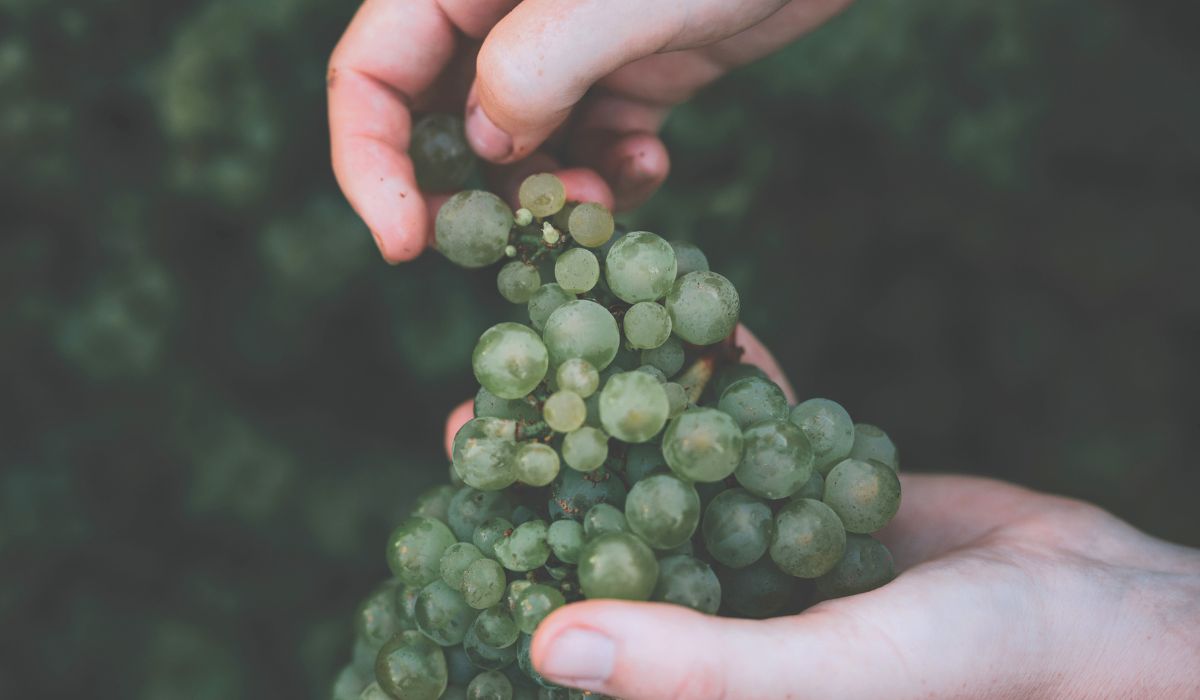 Close-up of chardonnay grapes at Vasse Felix