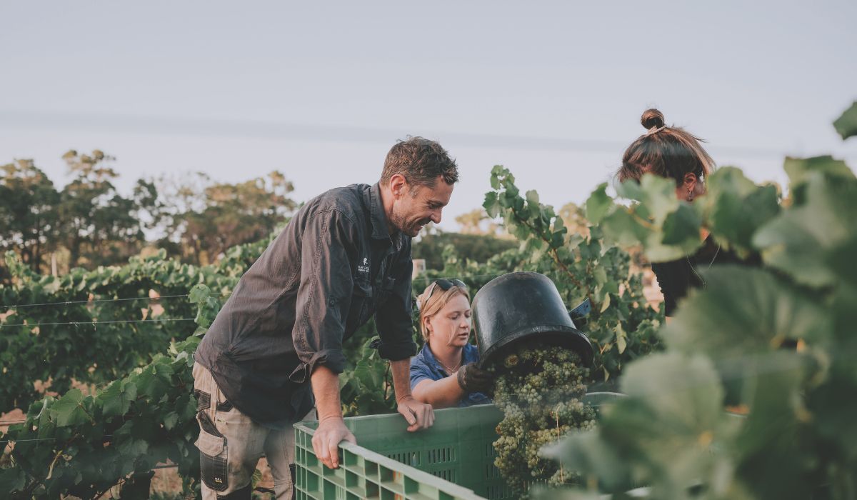 Vasse Felix viticultural team during harvest