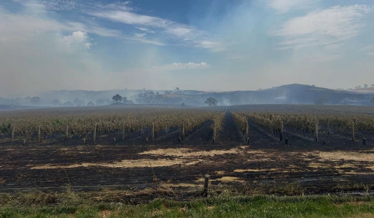 Fowles Wine after fire