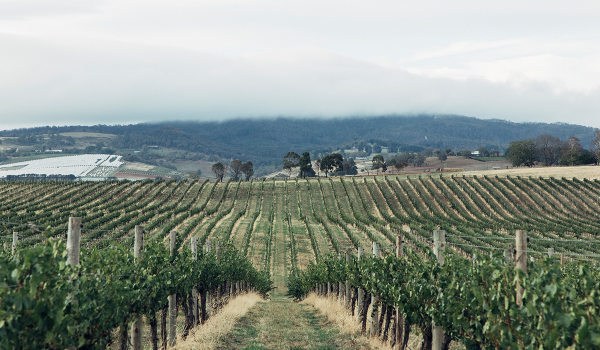 Vineyard landscape