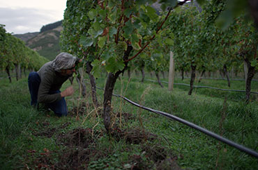 Ollie Powrie, Villa Maria chief viticulturist, looking at vines