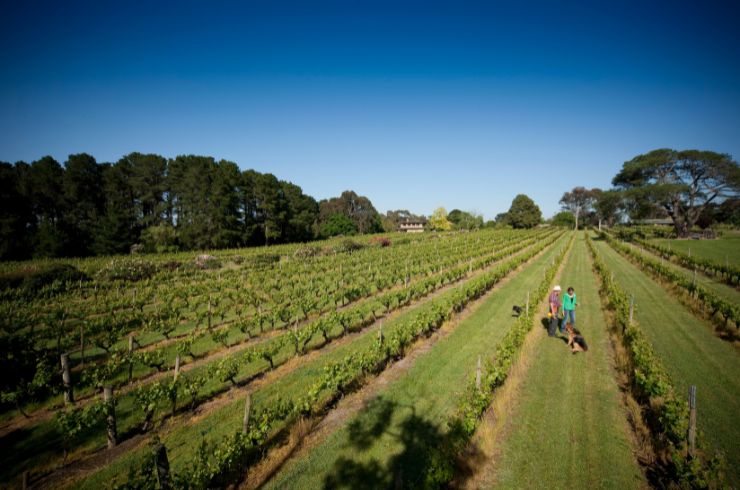 Wantirna Estate vineyard