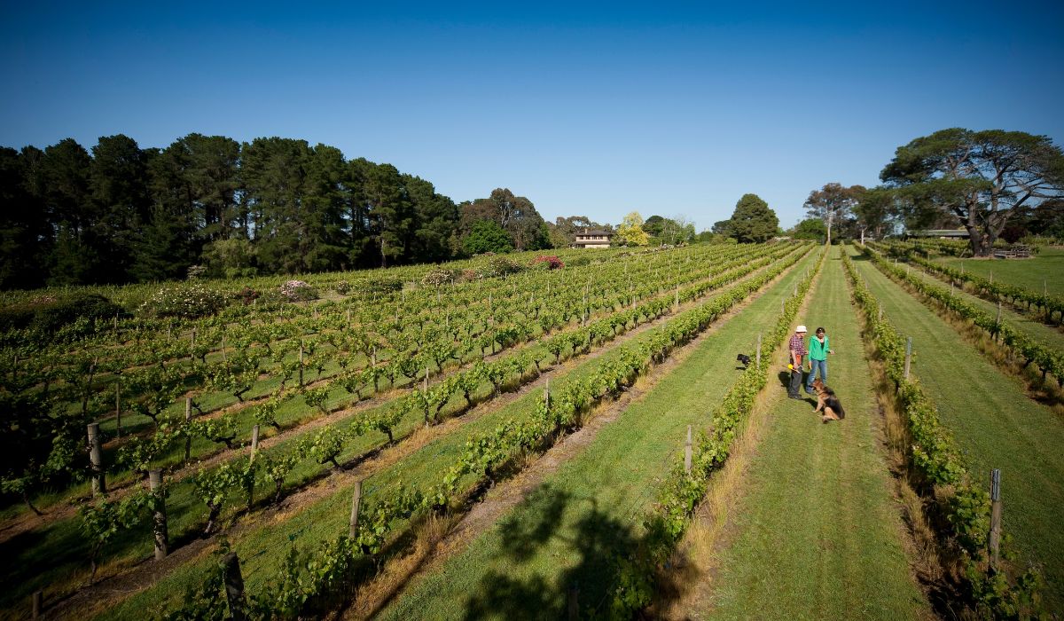 Wantirna Estate vineyard