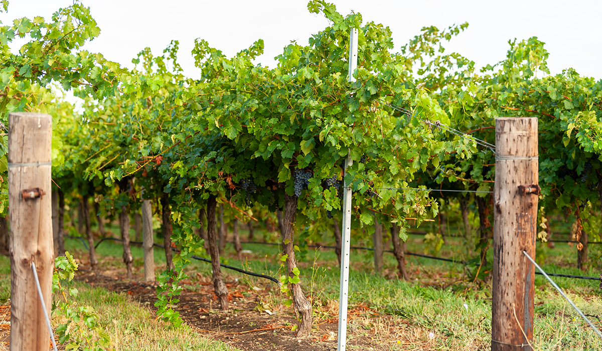 Cabernet vines