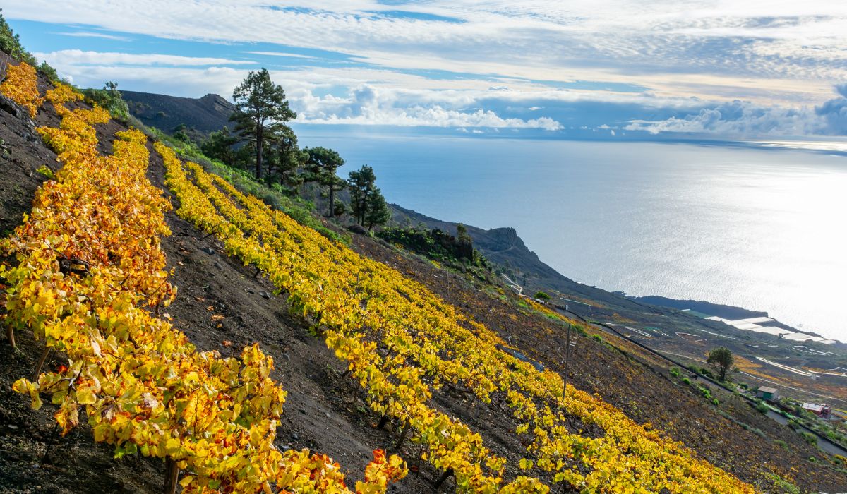 A vineyard on a volcano in the Canary Islands