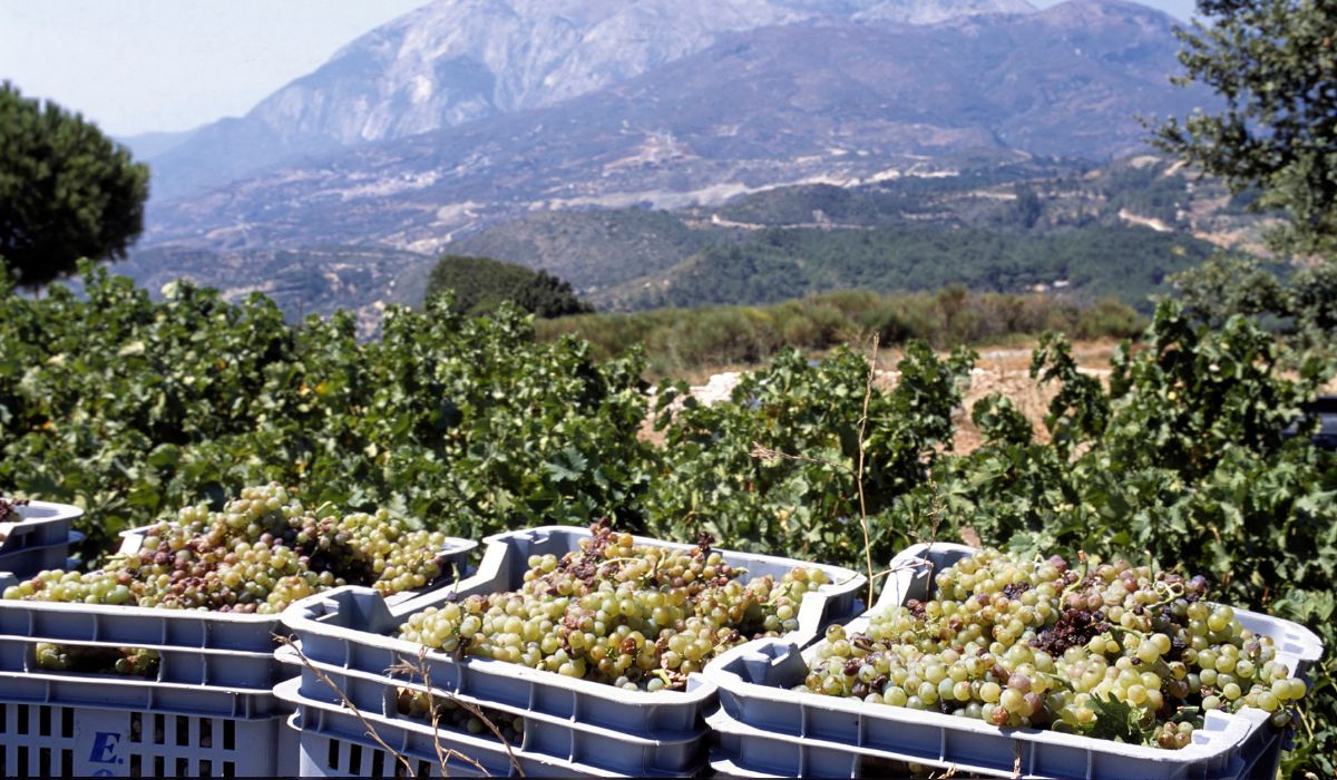 Freshly harvested grapes in Samos, Greece