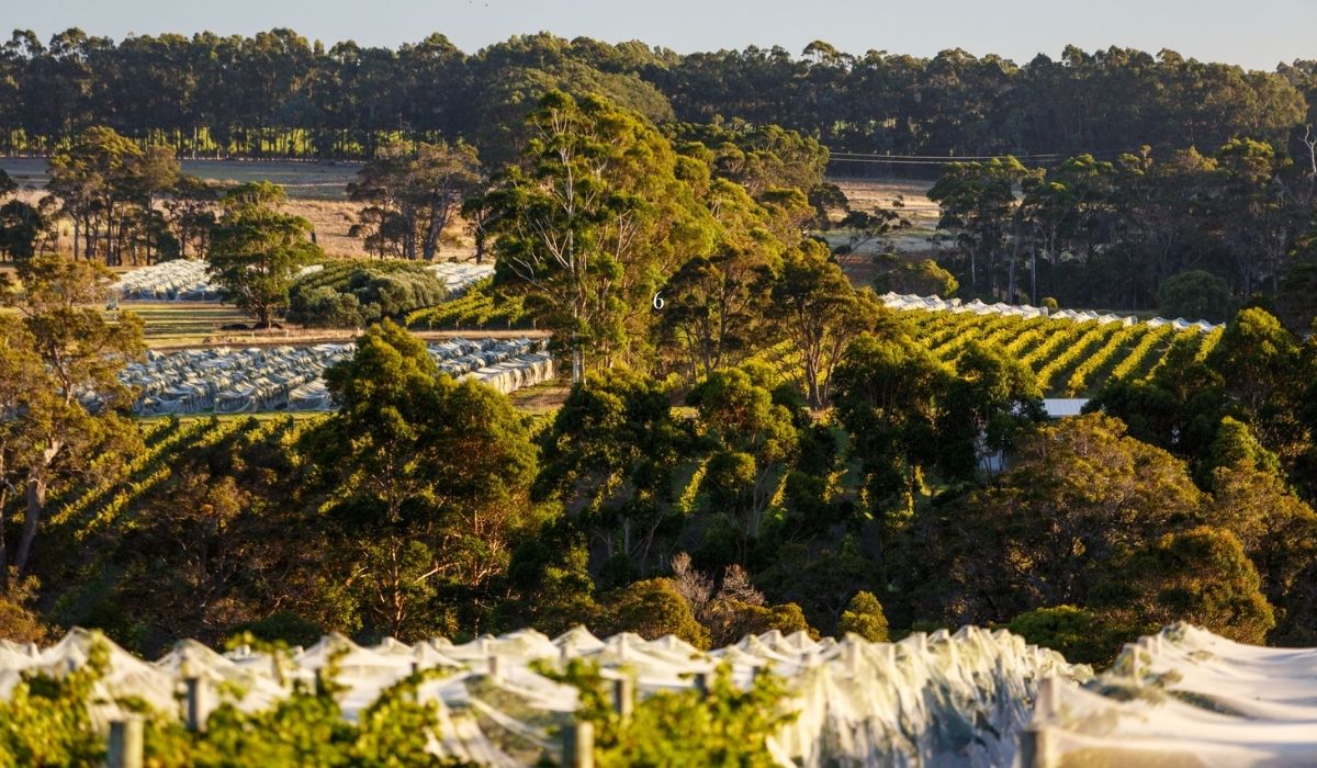 Xanadu new release wines