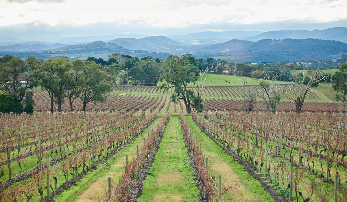 Yarra Yering vineyards