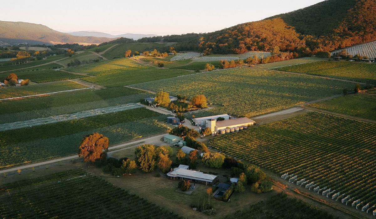 Yarra Yering's Crowe x George 2019 wine release