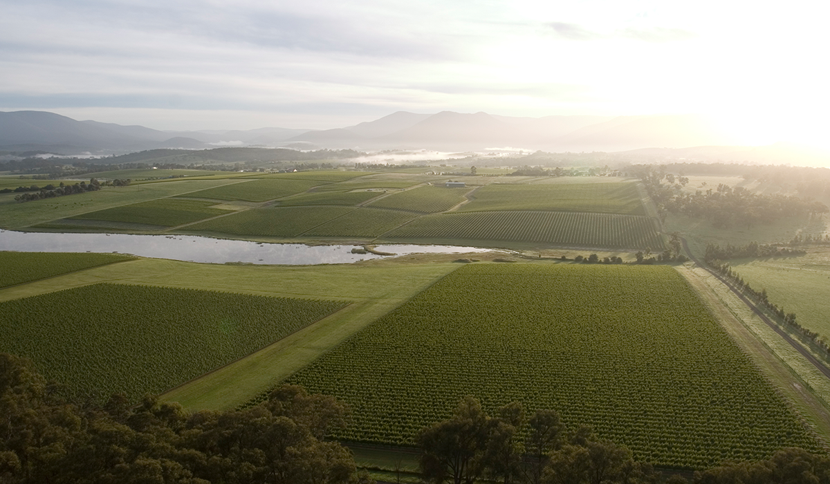 Yering Station vineyard