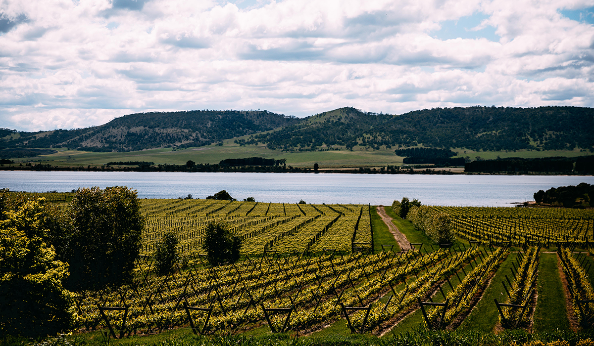 Riversdale vineyard