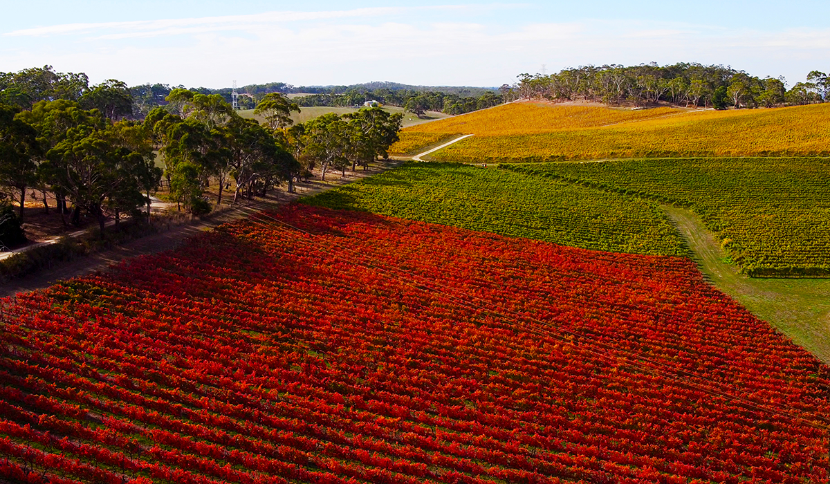 Sidewood vineyard